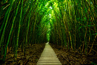 The magical and mysterious bamboo forest of Maui.