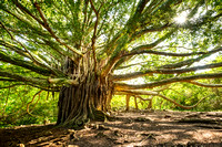 The large and majestic banyan tree located on the Pipiwai Trail