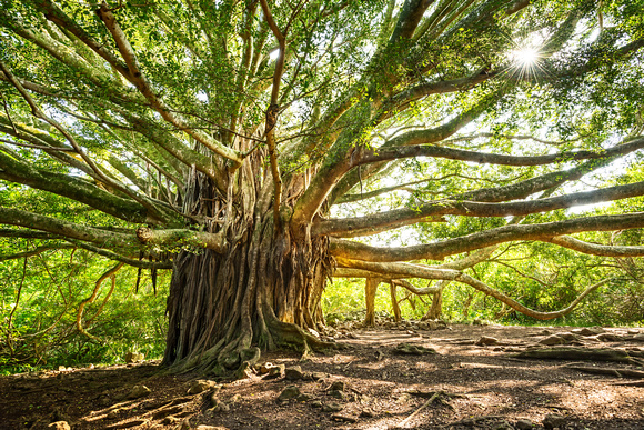 The large and majestic banyan tree located on the Pipiwai Trail